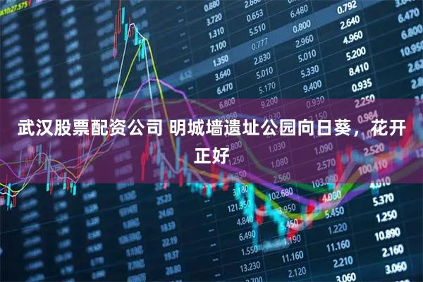 武汉股票配资公司 明城墙遗址公园向日葵，花开正好